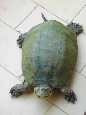 Mauremys leprosa 4.jpg © Juan R. Lascorz