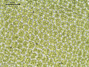 <i>Mnium marginatum</i> (Dicks.) P.Beauv. © H. TINGUY