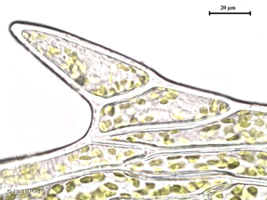 <i>Plagiomnium medium</i> (Bruch & Schimp.) T.J.Kop., 1968 © H. TINGUY