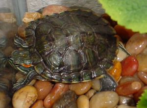 Redearedslider2.JPG © Viewport at English Wikipedia