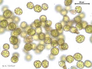 <i>Anacamptodon splachnoides</i> (Froel. ex Brid.) Brid., 1819 © H. TINGUY