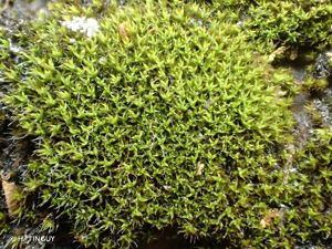 <i>Grimmia funalis</i> (Schwägr.) Bruch & Schimp., 1845 © H. TINGUY