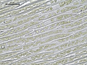 <i>Brachythecium mildeanum</i> (Schimp.) Schimp., 1862 © H. TINGUY