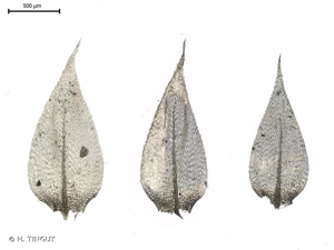 <i>Rhynchostegium megapolitanum</i> (Blandow ex F.Weber & D.Mohr) Schimp., 1852 © H. TINGUY