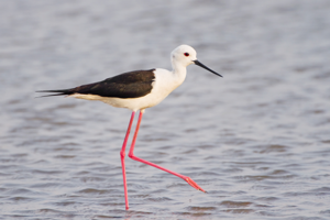 Himantopus himantopus - Pak Thale.jpg © JJ Harrison (jjharrison89@facebook.com)