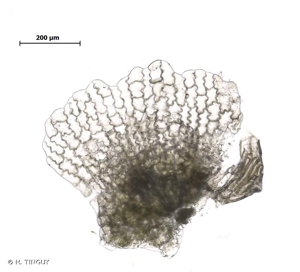 <i>Corsinia coriandrina</i> (Spreng.) Lindb., 1877 © H. TINGUY