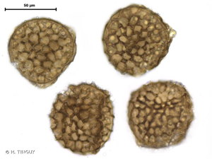 <i>Riccia huebeneriana</i> Lindenb., 1837 © H. TINGUY