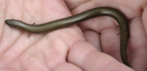 Chalcides chalcides.jpg © No machine-readable author provided. Hjvannes assumed (based on copyright claims).
