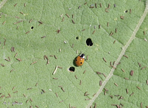 <i>Adalia bipunctata</i> (Linnaeus, 1758) © S. Wroza