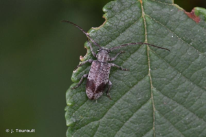 <i>Exocentrus punctipennis</i> Mulsant & Guillebeau, 1856 © J. Touroult