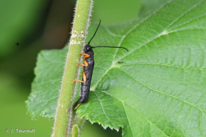 <i>Oberea linearis</i> (Linnaeus, 1758) © J. Touroult