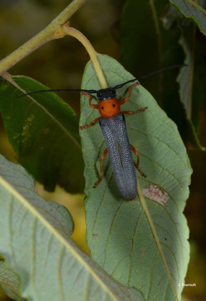 <i>Oberea oculata</i> (Linnaeus, 1758) © J. Touroult