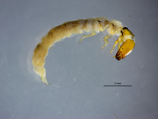 L1 Bresnička reka - Philopotamus montanus.jpeg &copy; Wlodzimierz