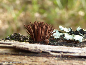 <i>Stemonitis axifera</i> (Bull.) T.Macbr., 1889 © A.M. Rantet-Poux