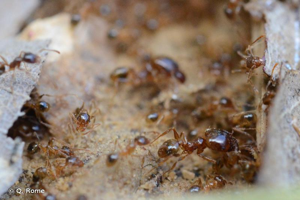 <i>Pheidole pallidula</i> (Nylander, 1849) © Q. Rome