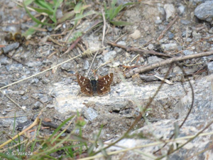 <i>Spialia sertorius</i> (Hoffmannsegg, 1804) © S. Wroza