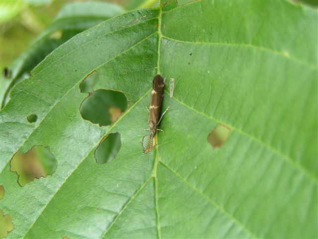 Athripsodes albifrons.jpg &copy; Commons