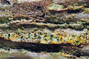 <i>Chaenotheca ferruginea</i> (Turner) Mig., 1930 © R. Poncet