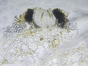 <i>Opegrapha niveoatra</i> (Borrer) J.R.Laundon, 1963 © R. Poncet