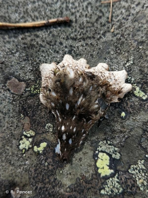 <i>Peltigera elisabethae</i> Gyeln., 1927 © R. Poncet