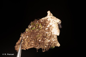 <i>Peltigera neckeri</i> Hepp ex Müll.Arg., 1862 © R. Poncet