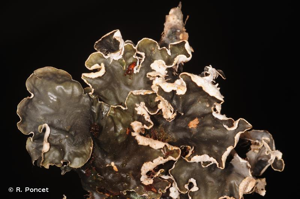 <i>Peltigera hymenina</i> (Ach.) Delise, 1830 © R. Poncet