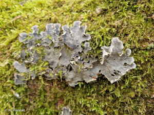 <i>Peltigera membranacea</i> (Ach.) Nyl., 1887 © R. Poncet