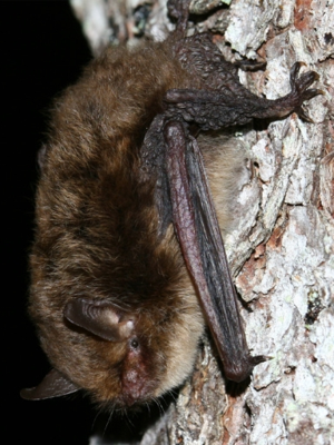 Myotis d'Alcathoe © Manuel Ruedi, Natural History Museum of Geneva
