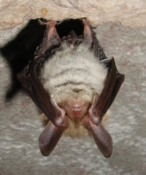 Murin de Bechstein © Parc naturel régional des Vosges du Nord