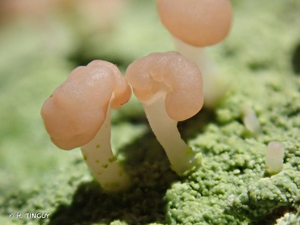 <i>Baeomyces rufus</i> (Huds.) Rebent., 1804 © H. TINGUY