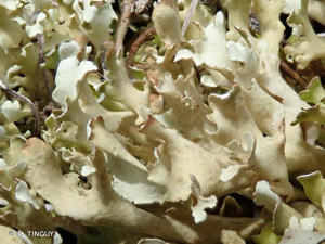 <i>Cladonia foliacea</i> (Huds.) Willd., 1787 © H. TINGUY
