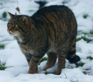 Chat forestier © Peter Trimming
