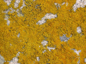 <i>Xanthoria parietina</i> (L.) Th.Fr., 1860 © B. Guichard