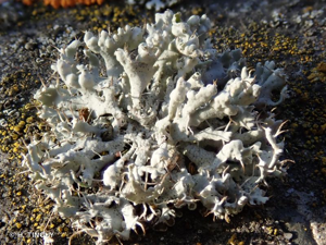 <i>Physcia adscendens</i> H.Olivier, 1882 © H. TINGUY