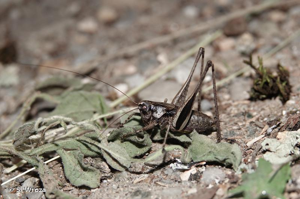<i>Rhacocleis poneli</i> Harz & Voisin, 1987 © S. Wroza