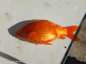 <i>Carassius auratus</i> (Linnaeus, 1758) © Fédération de pêche 33