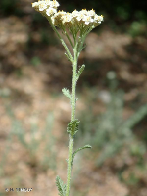 <i>Achillea odorata</i> L., 1759 © H. TINGUY