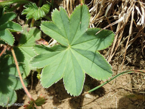 <i>Alchemilla hybrida</i> (L.) L., 1756 © H. TINGUY