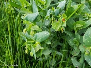 <i>Cerinthe minor </i>subsp.<i> auriculata</i> (Ten.) Rouy, 1927 © A.-H. Paradis