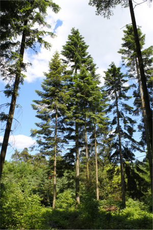 Abies grandis Rogów 6.jpg © Crusier