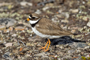 Charadrius hiaticula tundrae Varanger.jpg © Andreas Trepte