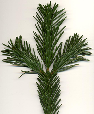 Abies nordmanniana.jpg © Commons