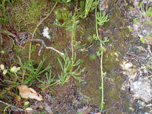<i>Diphasiastrum alpinum</i> (L.) Holub, 1975 © 
