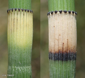 <i>Equisetum </i>x<i> moorei</i> Newman, 1854 © H. TINGUY
