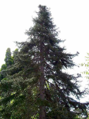 SpanishFir.jpg © Commons