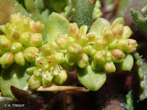 <i>Herniaria ciliolata</i> Melderis, 1957 © H. TINGUY