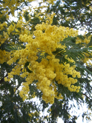 Acacia dealbata-1.jpg © Eugene Zelenko