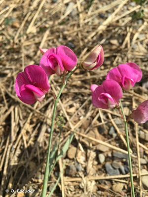 <i>Lathyrus cirrhosus</i> Ser., 1825 © O. Escuder