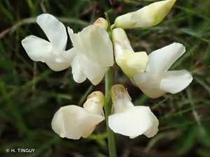 <i>Lathyrus pannonicus </i>(Jacq.) Garcke, 1863 var.<i> pannonicus</i> © H. TINGUY