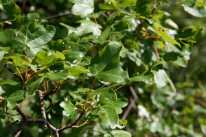 Acer monspessulanum fg02.jpg © Fritz Geller-Grimm